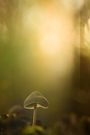 Das Licht des Herbstes
