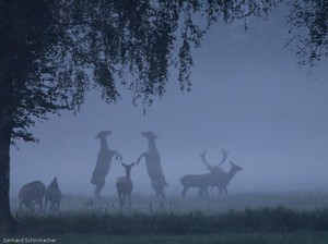 Duell im Morgennebel