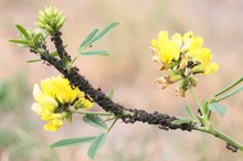 Biologische Weideviehhaltung für Ameisen