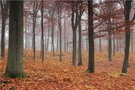 Herbstnebel