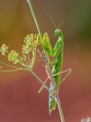 Mantis religiosa...