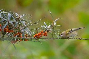 gespanntes Goldhähnchen