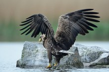 Erwachsener Seeadler