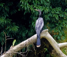 Schlangenhalsvogel