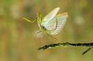 Mantis Religiosa