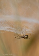 Himmelbettspinne