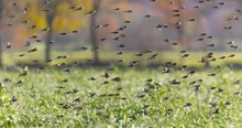 Für Tiere selbstverständlich .....