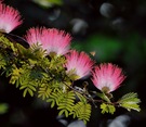 Tropischer Blütenzauber