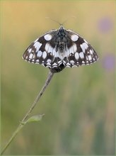 *Melanargia galathea*