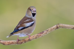 Vorfreude und Spannung