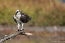 Fischadler (Pandion haliaetus)