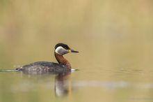 Rothalstaucher (Podiceps grisegena)