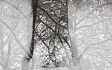 Wald im Stamm