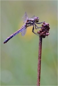 Die schwarze Heidelibelle...