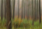 Kiefernwald herbstlich!
