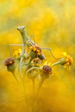 Yellow Mantis