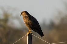 Bussard in der Nachmittagssonne