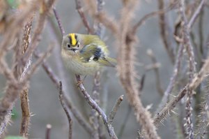 Wintergoldhähnchen