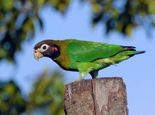 Rot - brauner Amazonenparrot