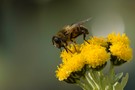 Wildbiene vor Wintereinbruch