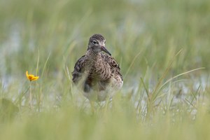 Frühling