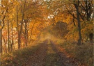 Sonnenstrahlen im Nebel