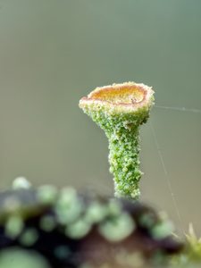 Trompetenflechte (Cladonia fimbriata)