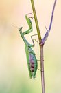 Heimlich, still und leise
