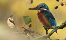 Eisvogel im Herbst