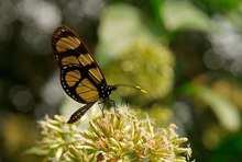 Thyridia-glasswing (thyridia psidii)