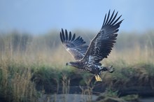 Seeadler auf Usedom