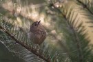 Wintergoldhähnchen am Morgen