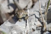 Junge Zauneidechse beim Sonnenbad