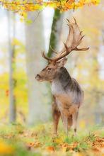 Damhirsch im Herbst