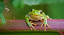 Laubfrosch auf Brombeere