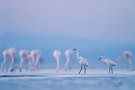 blaue Stunde in der Camargue