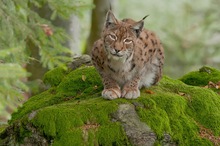 Luchs und Moos