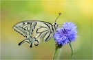 Papilio machaon