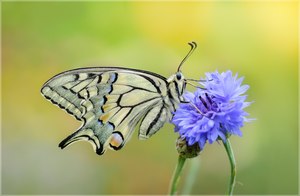 Papilio machaon