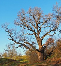 Methusalem-Eiche