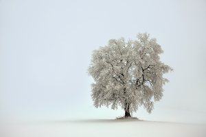 Nebelbaum