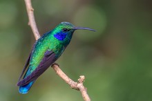 Kleiner Veilchenohrkolibri