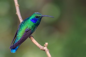 Kleiner Veilchenohrkolibri