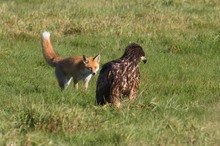 Adler und Fuchs