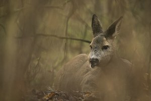 "...im Wald..."