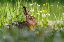 Feldhase (Lepus europaeus)