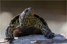 ~Europäische Sumpfschildkröte~