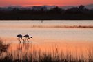 "meine Camargue"