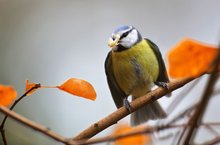 Was trägt die leicht aggressive Blaumeise....