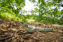 Ringelnatter im Wald II